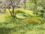 DSCF1498