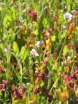 DSCF1487