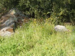 DSCF1484