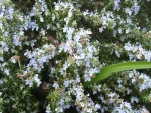 DSCF1304