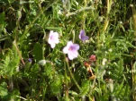 DSCF1497