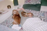 Al, Dakota, Chico