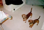 Dakota and Chico