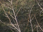DSCF0198