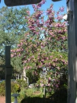 DSCF0287c