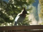 DSCF0866