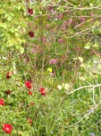 DSCF0916