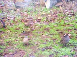 DSCF0192