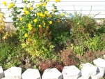 DSCF0060