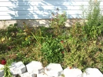 DSCF0058