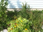 DSCF0054